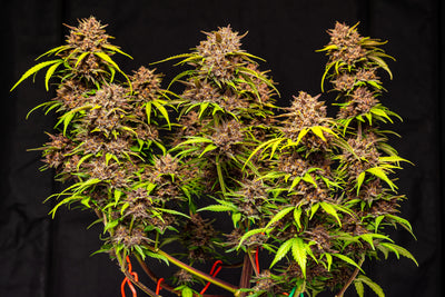 Purple Lemonade