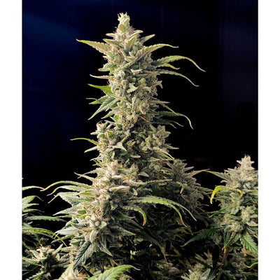 AK Auto