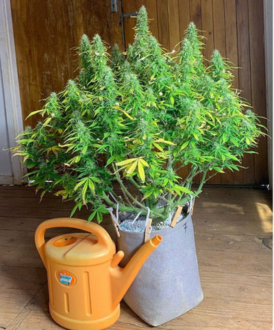 Critical Autoi