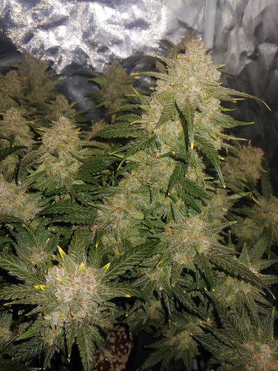 West Coast OG