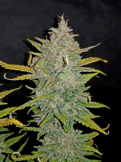 Zkittlez