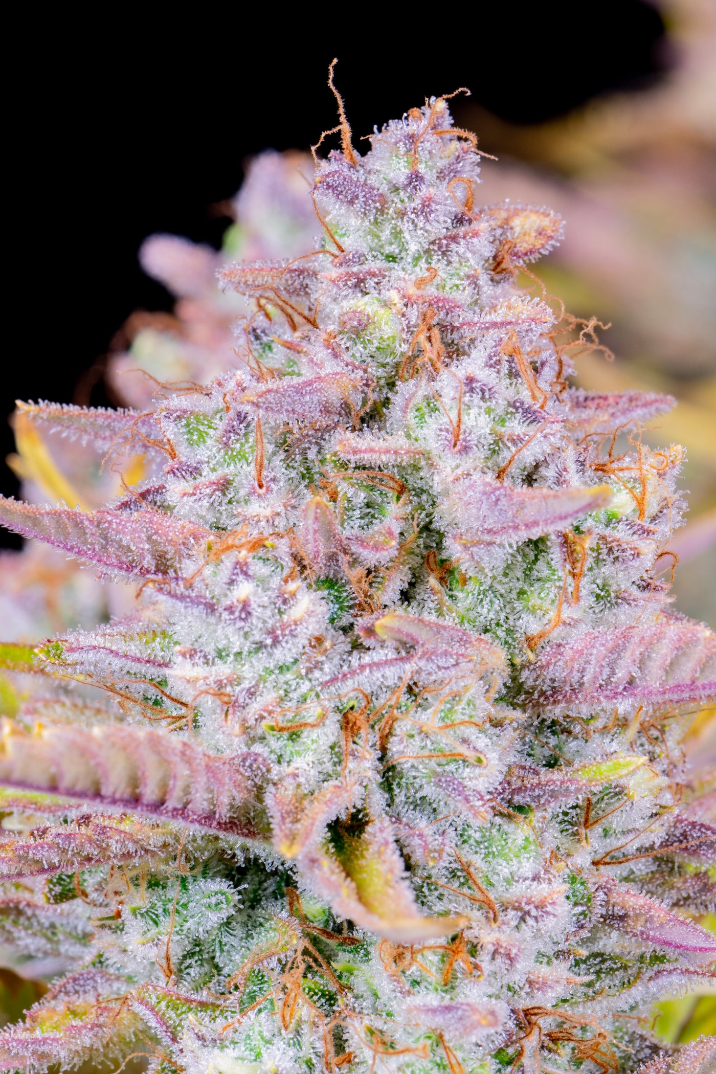 Purple Punch