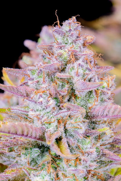 Purple Punch