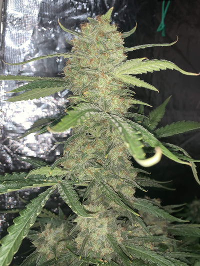 OG Kush Auto