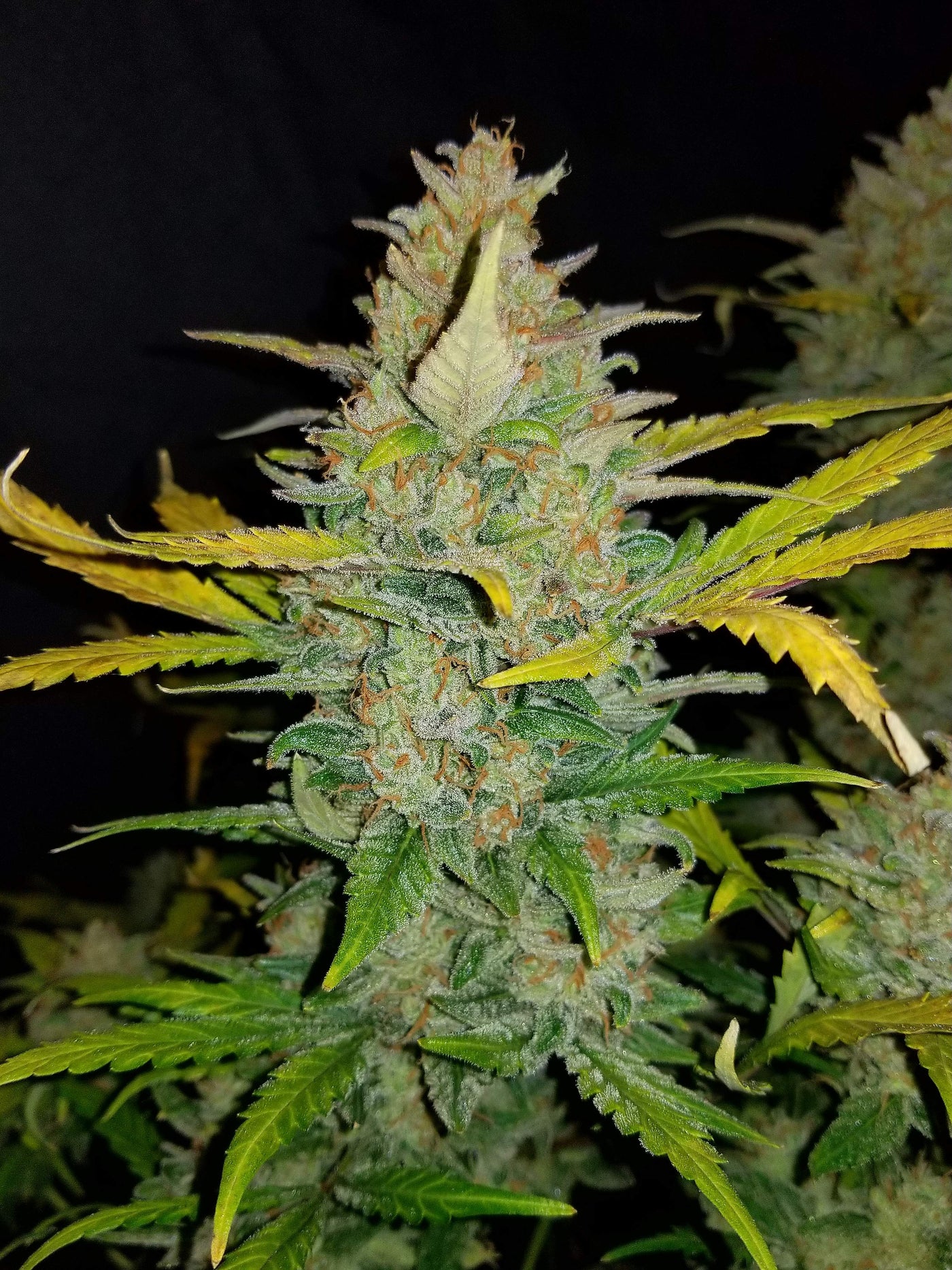 Zkittlez