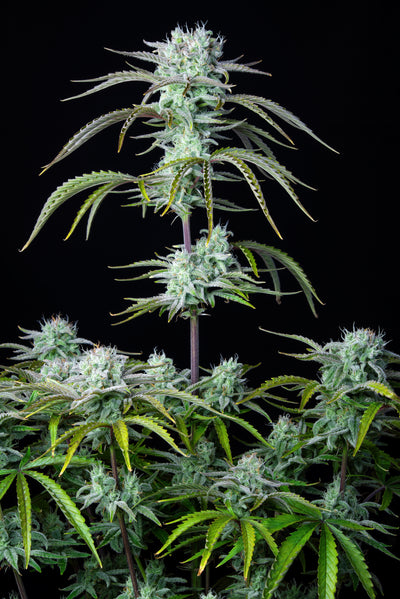 Strawberry Banana