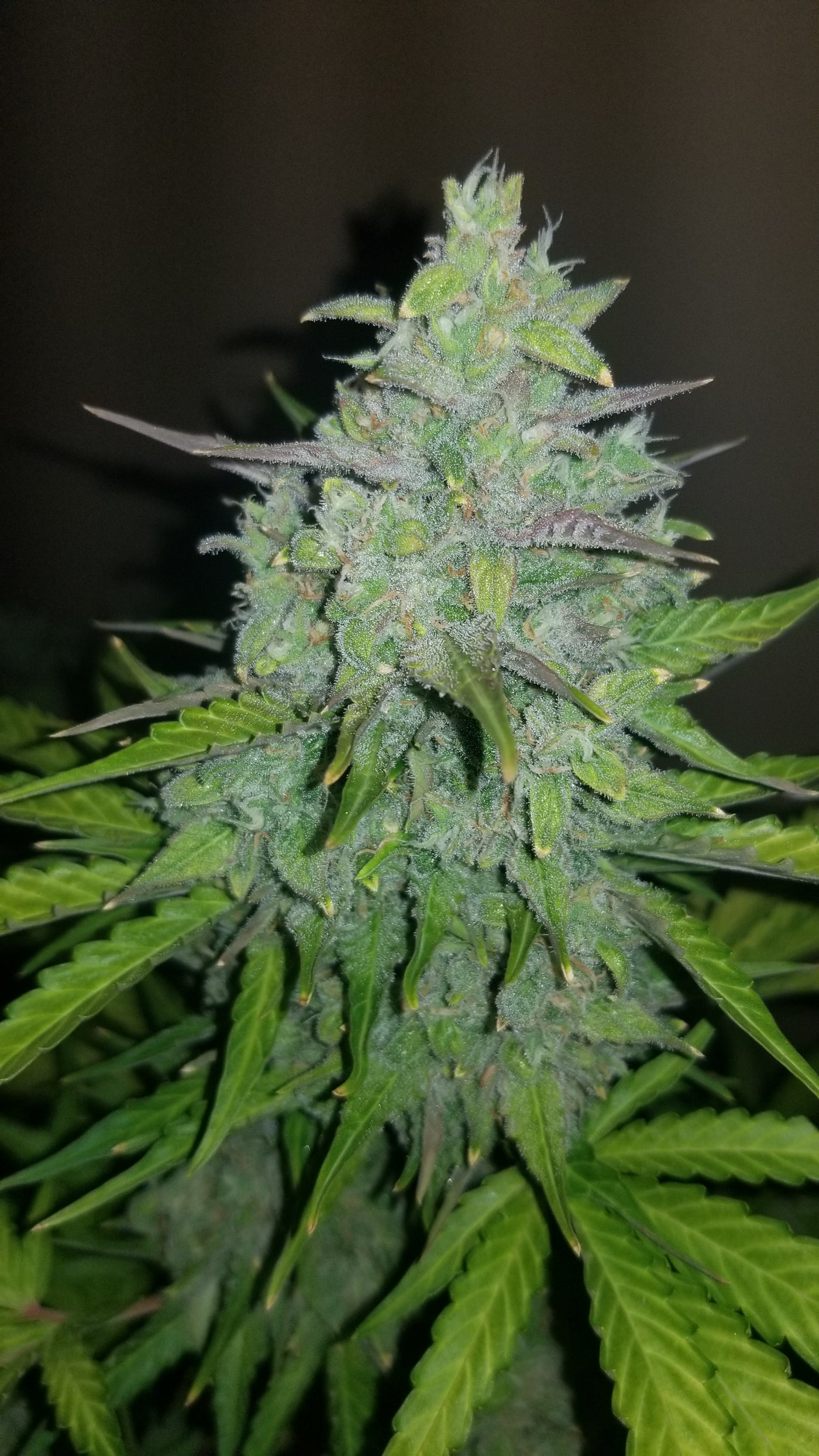 Cheese Auto