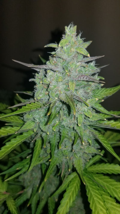 Cheese Auto