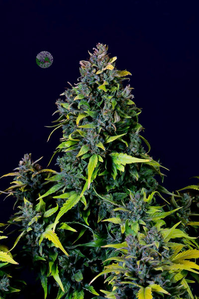 CBD 20:1