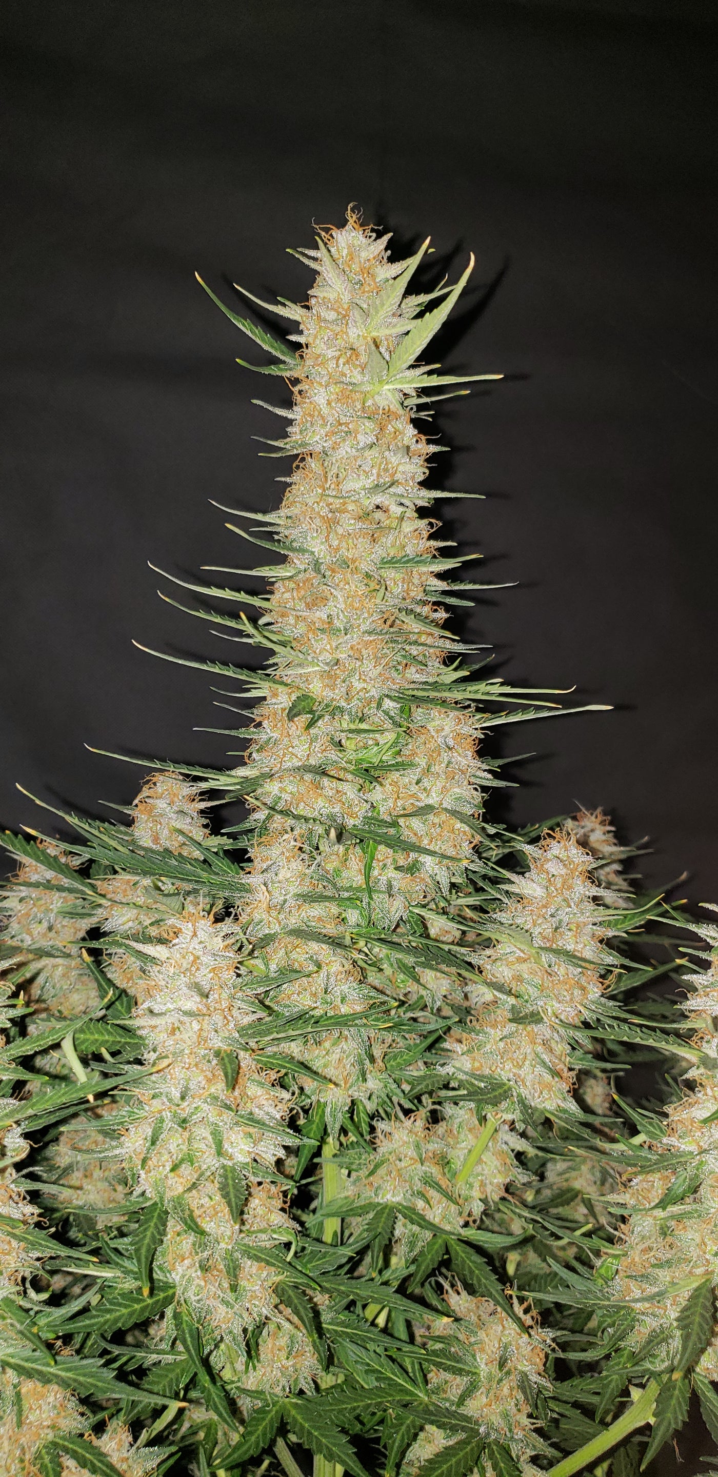 Gorilla Glue