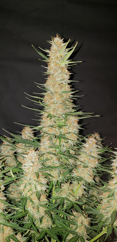 Gorilla Glue