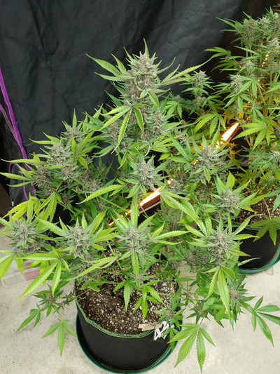 OG Kush Auto