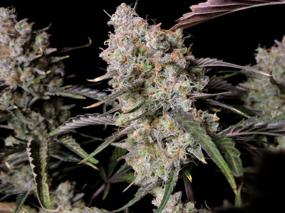 Gorilla Zkittlez