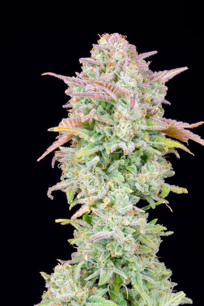 Trainwreck Auto