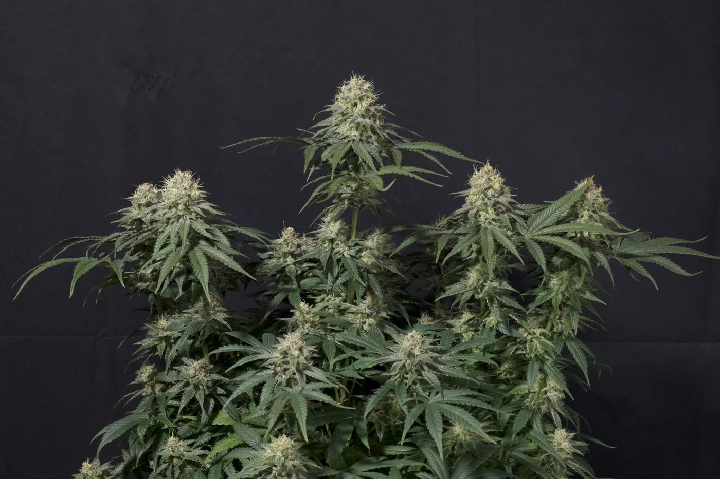 Tropicana Cookies FF