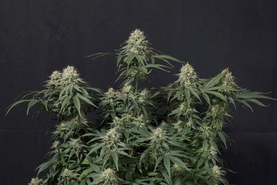 Tropicana Cookies FF