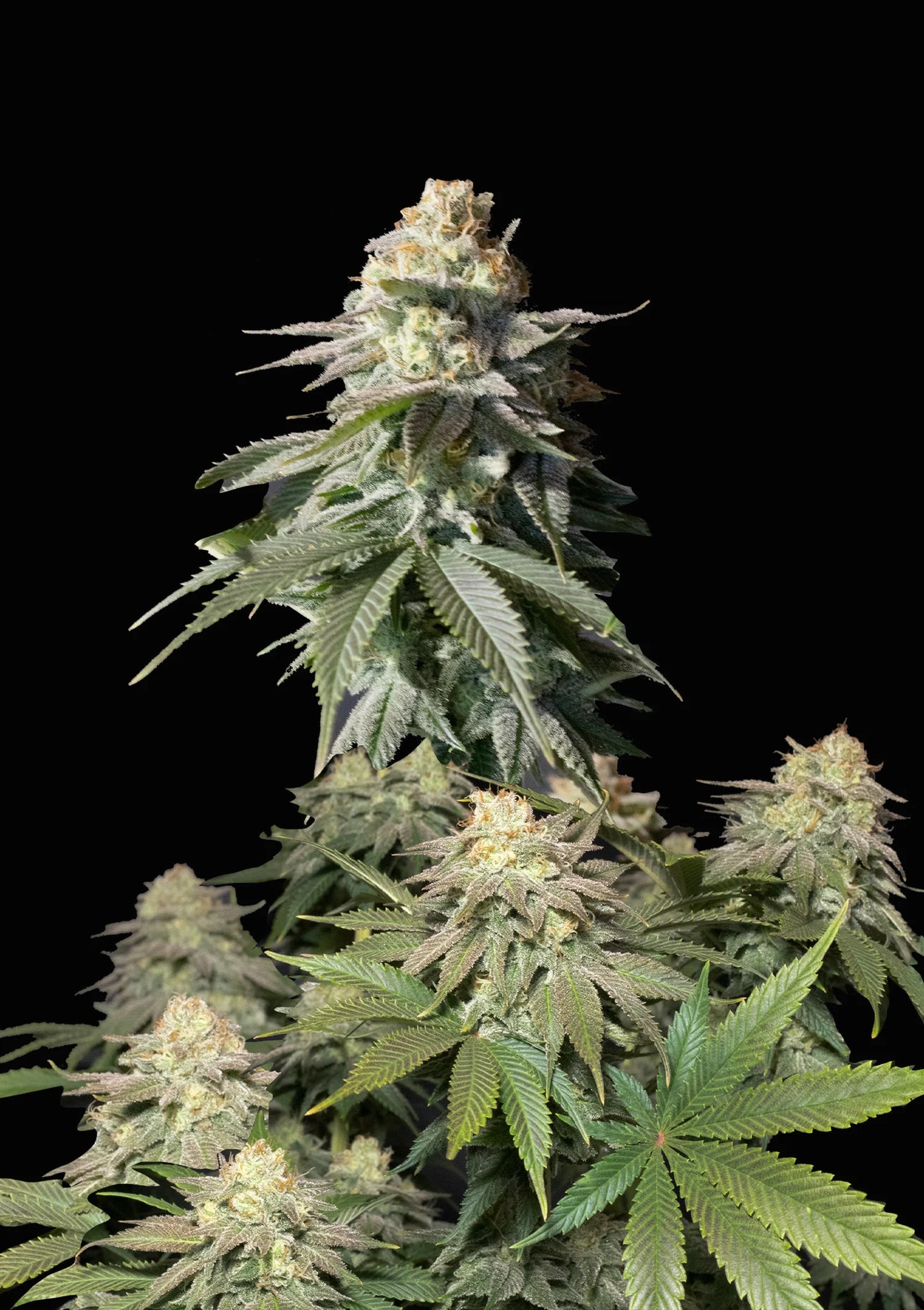 Orange Sherbet FF