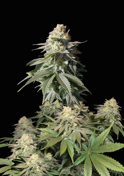 Orange Sherbet FF