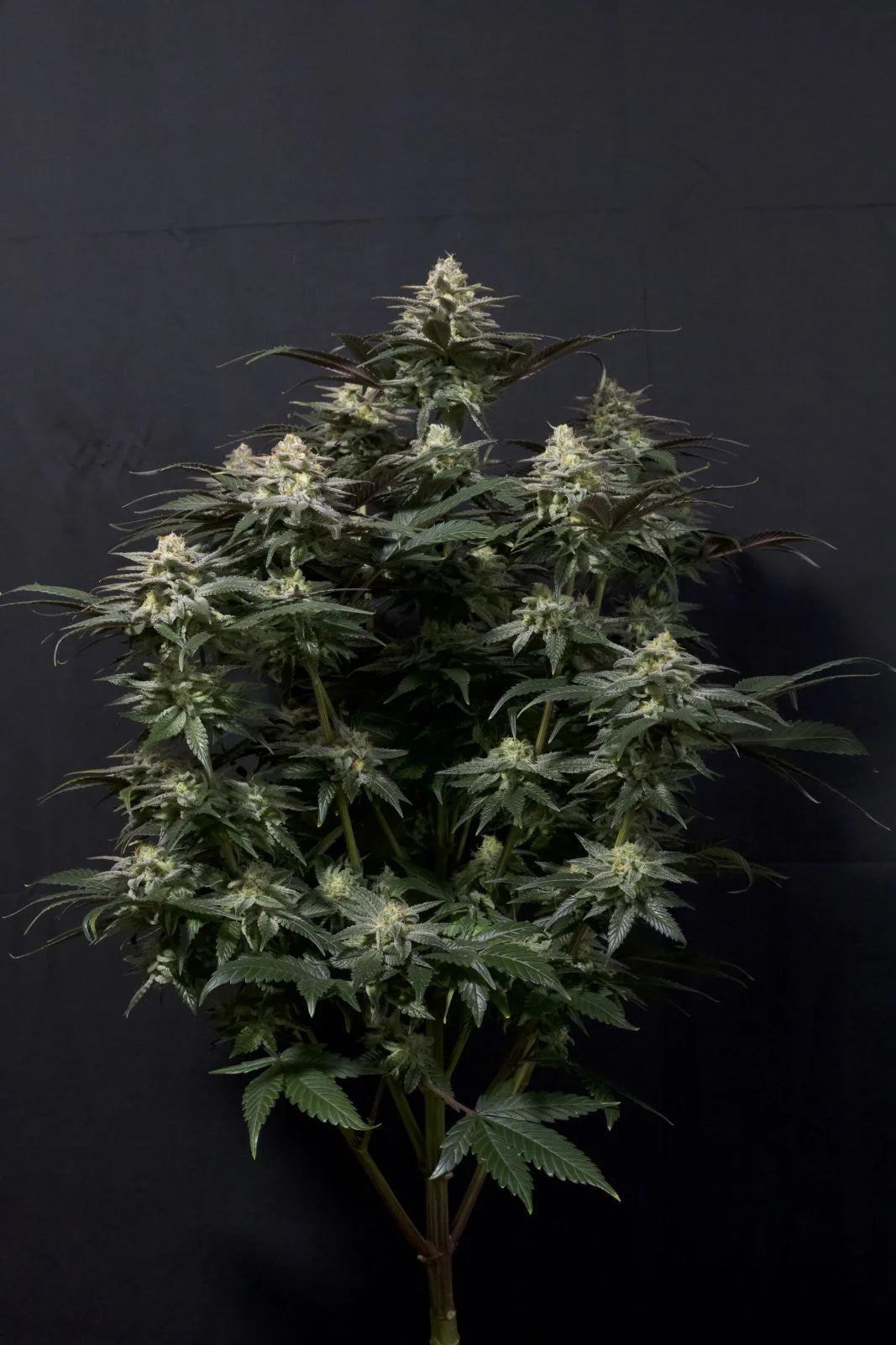 Purple Lemonade FF