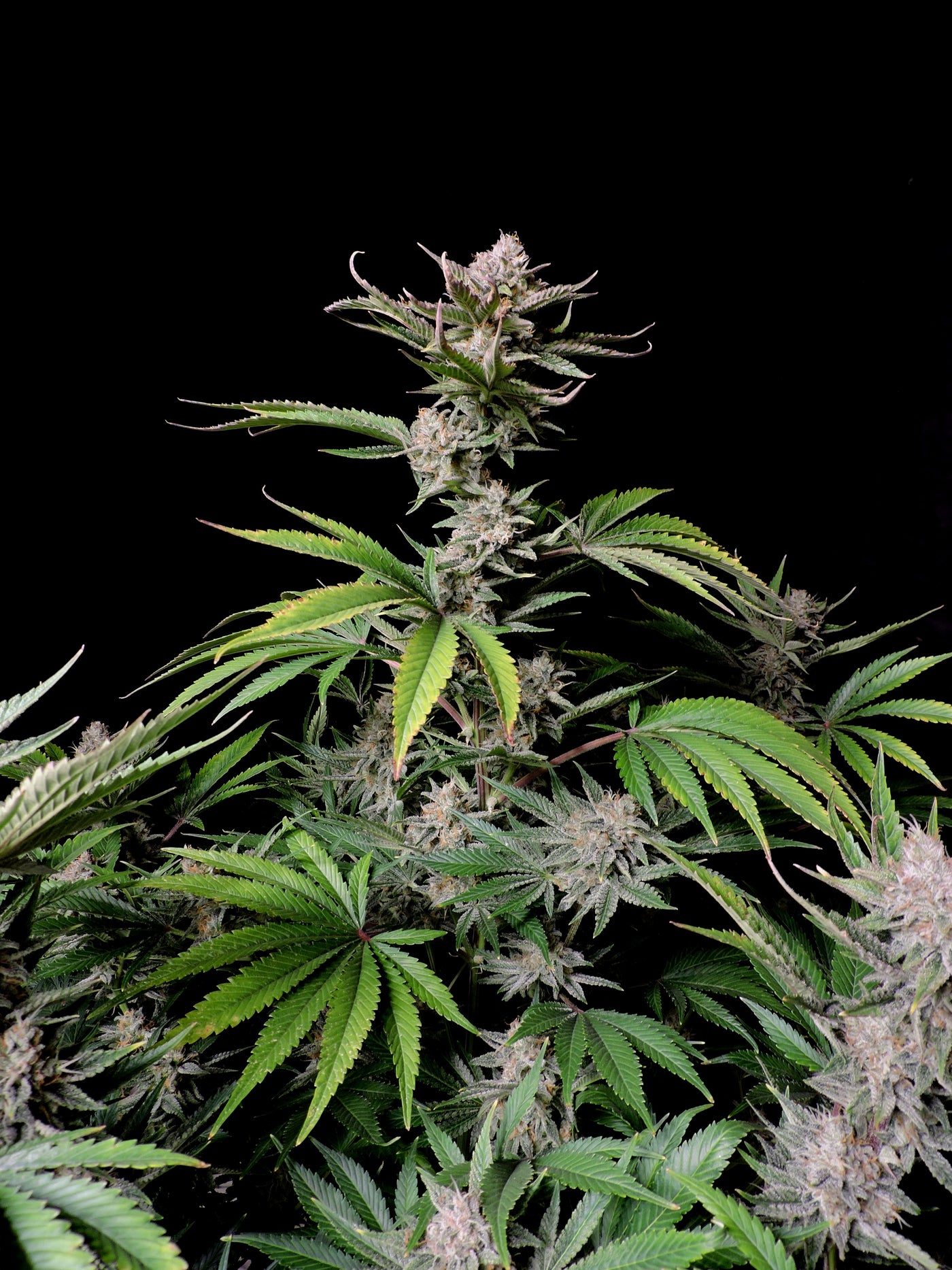 Cherry Cola