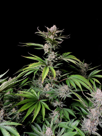 Cherry Cola