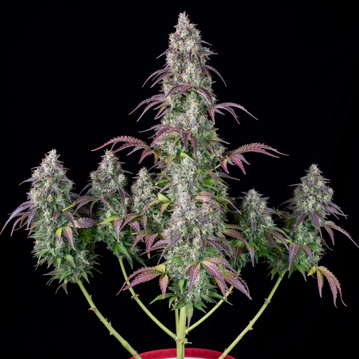 Lemon Pie