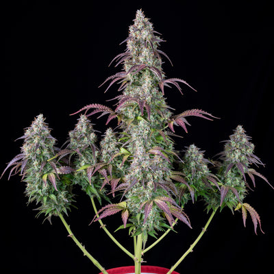 Lemon Pie