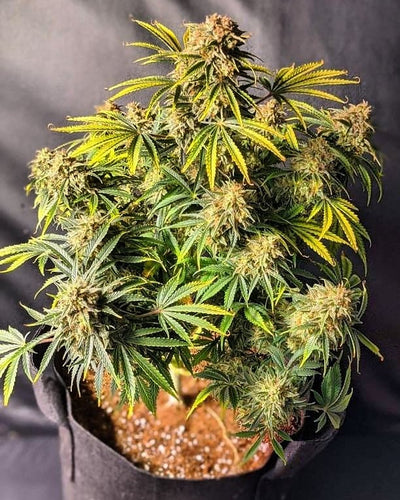 Skunk Auto