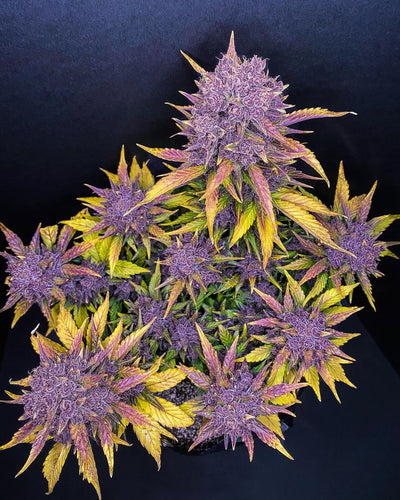 Purple Lemonade