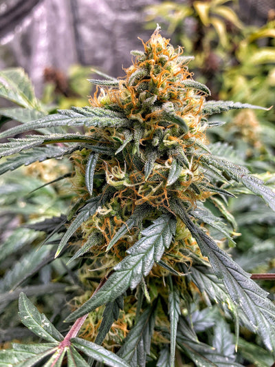 Northern Lights Auto
