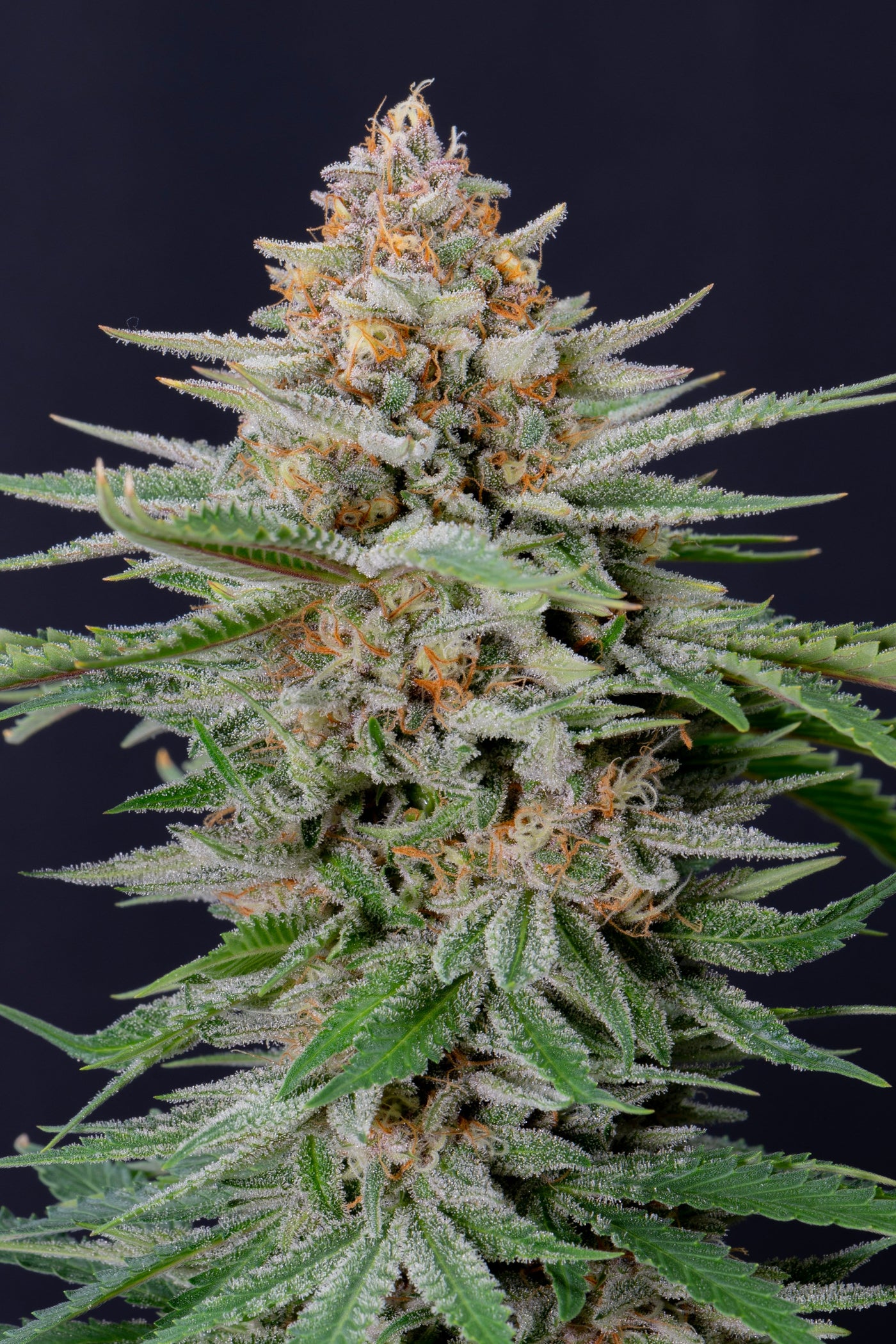 Strawberry Pie