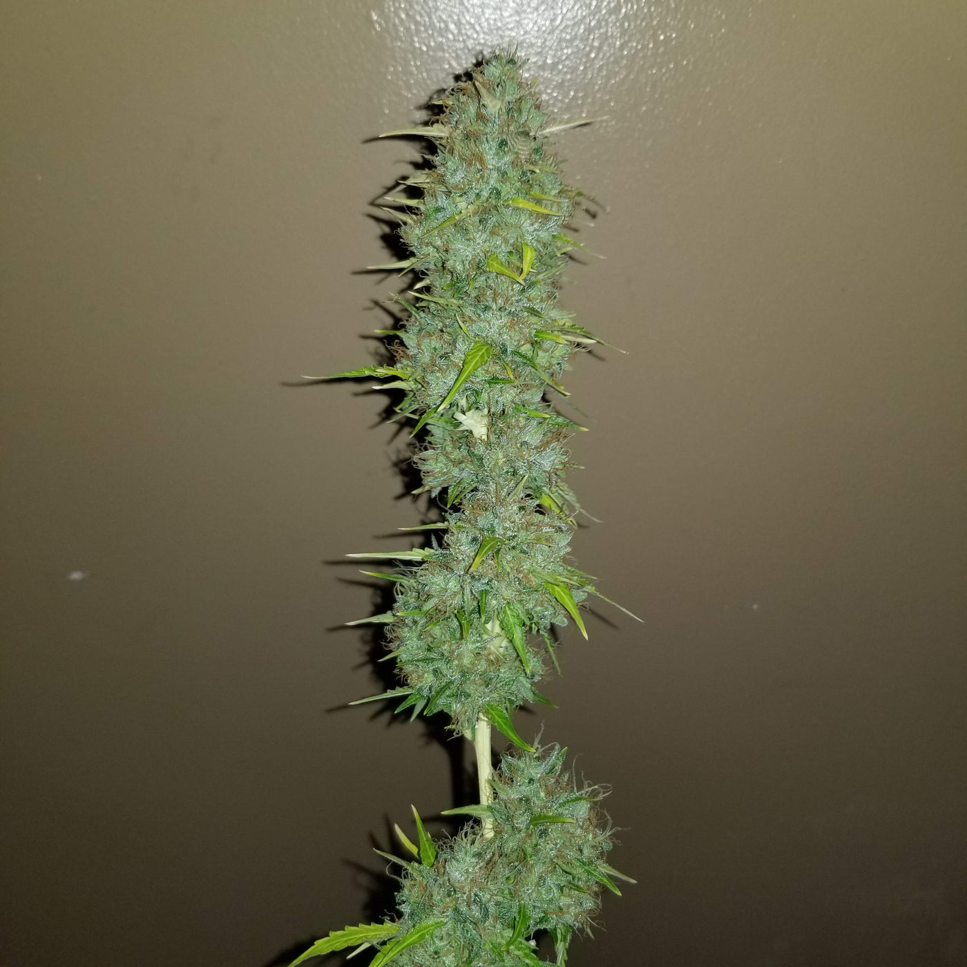 Critical Autoi