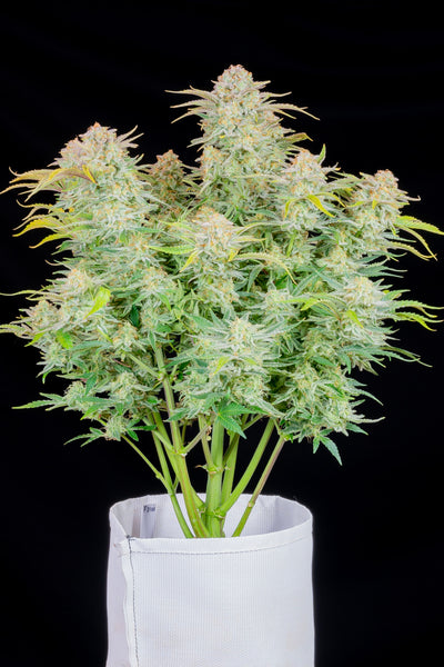 Bruce Banner