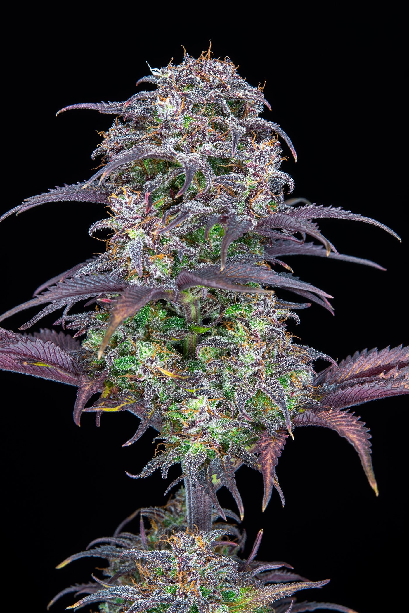 Blueberry Auto