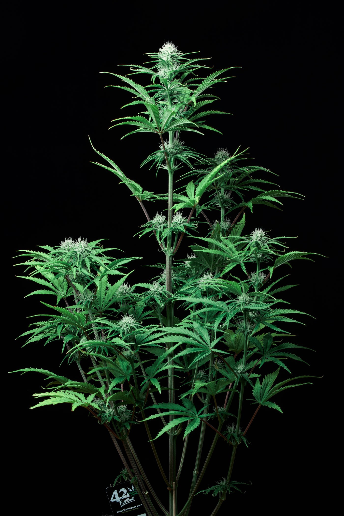 Strawberry Banana