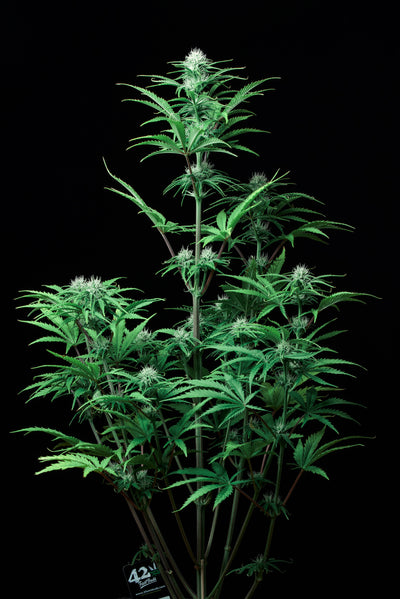 Strawberry Banana