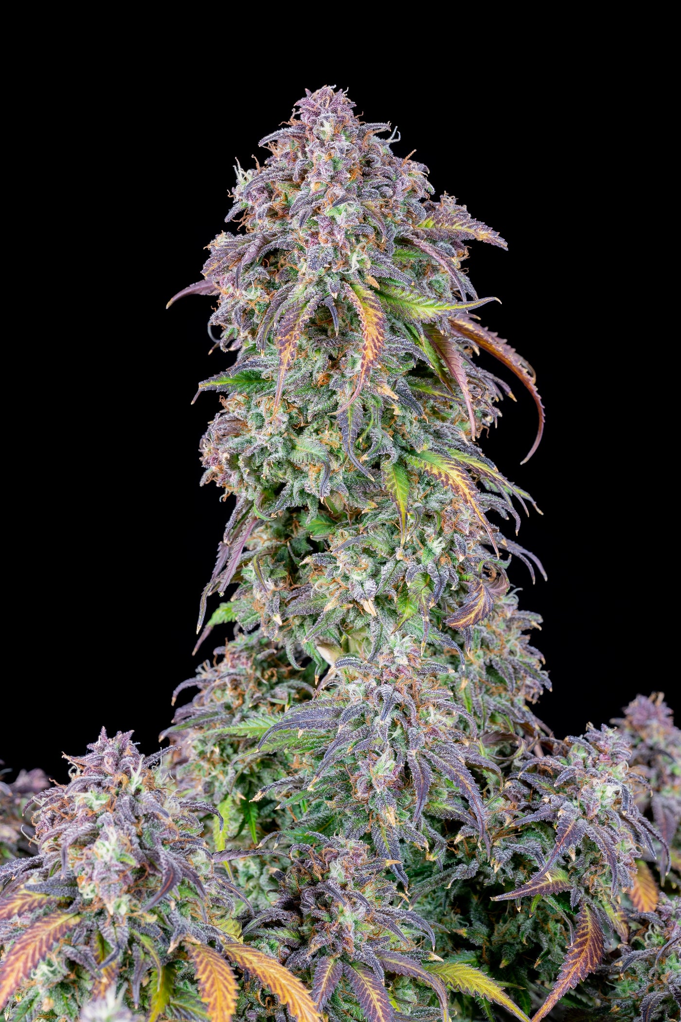 Blueberry Auto