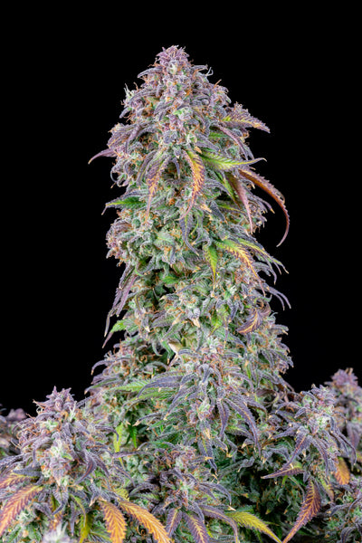 Blueberry Auto