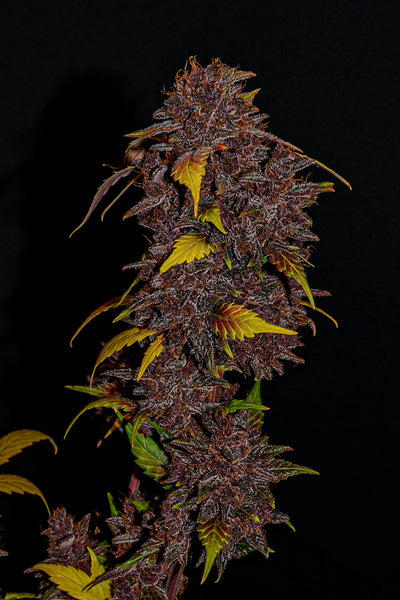 Purple Lemonade
