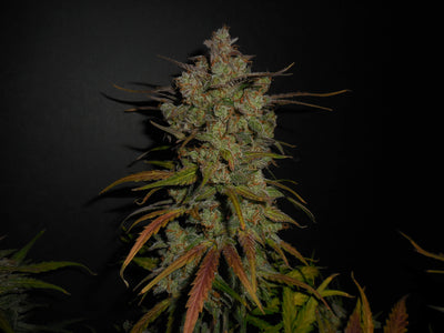 Lemon AK