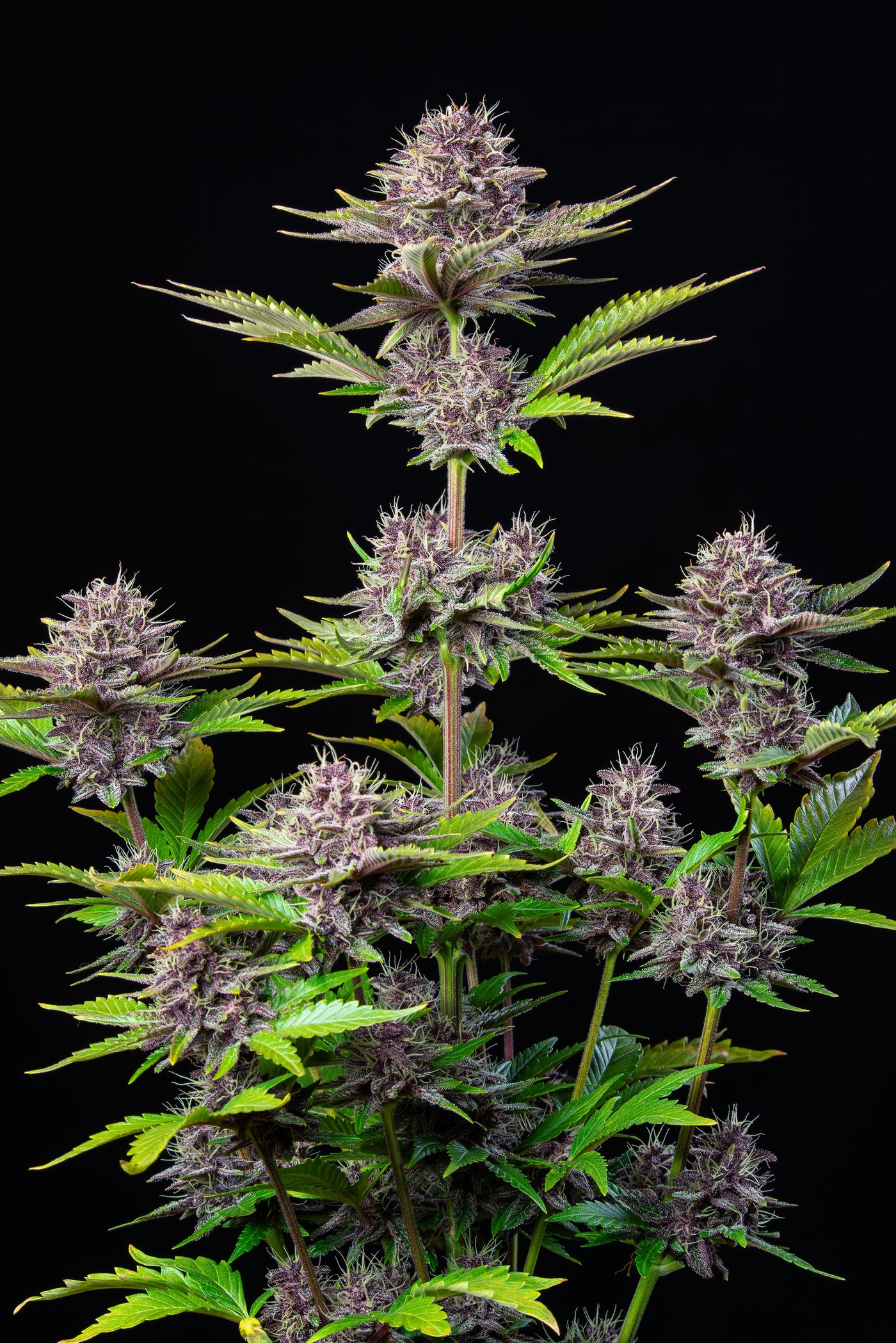 Purple Punch