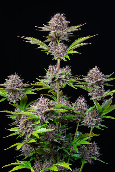 Purple Punch
