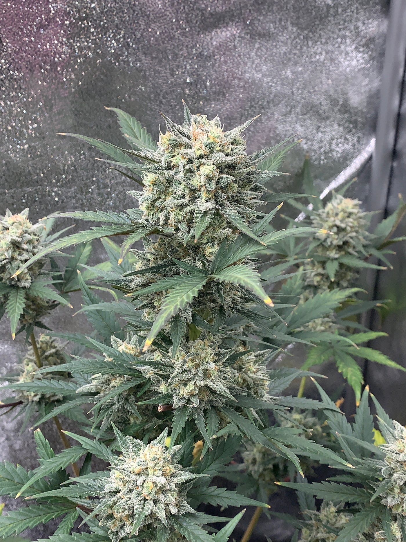 Sour Diesel Auto