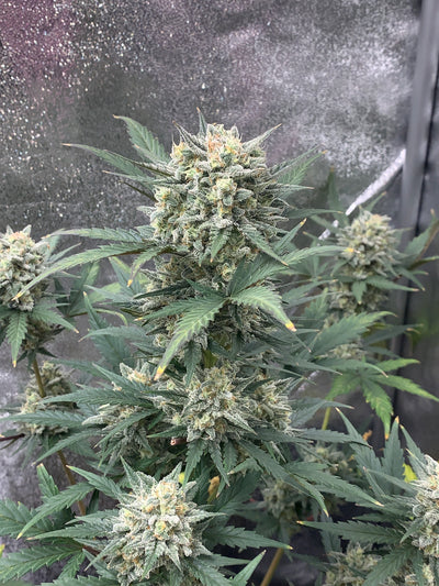 Sour Diesel Auto