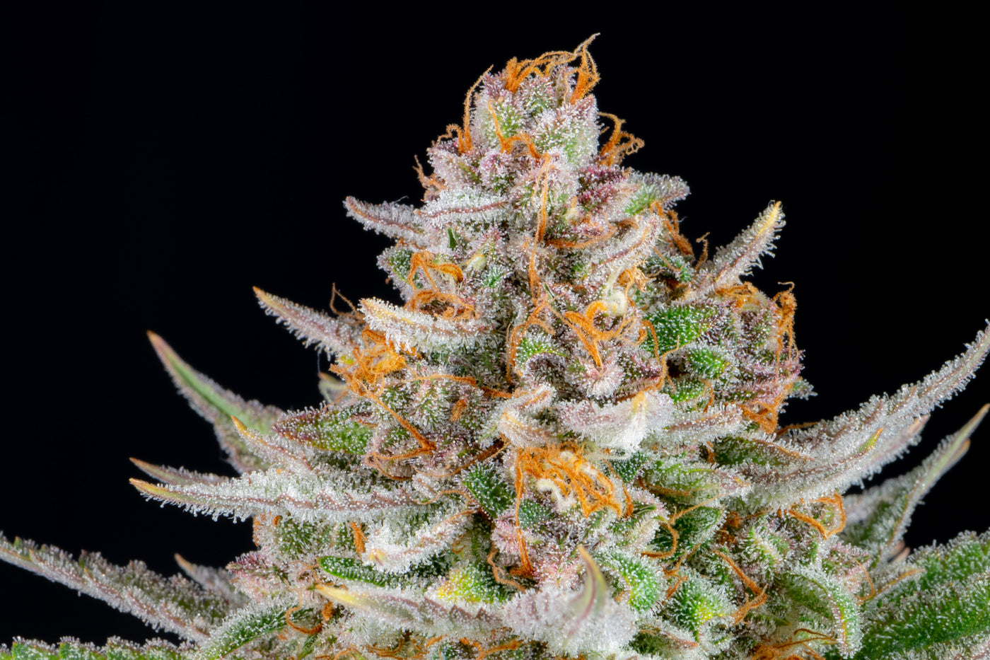 Strawberry Pie