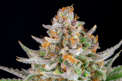 Strawberry Pie