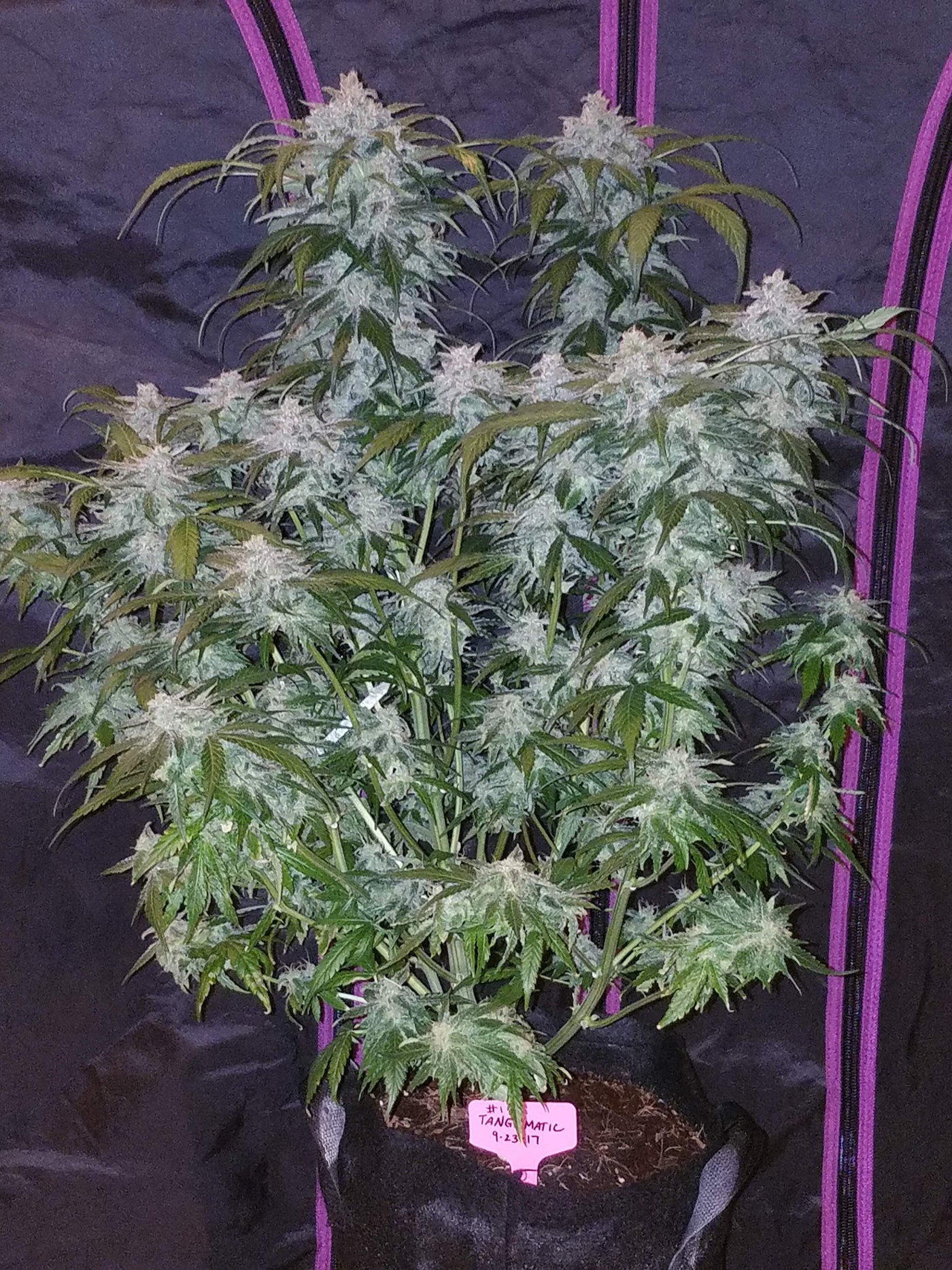 Tangie Matic