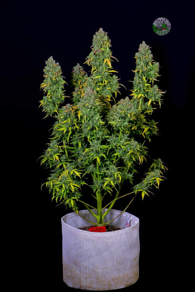 Lemon AK