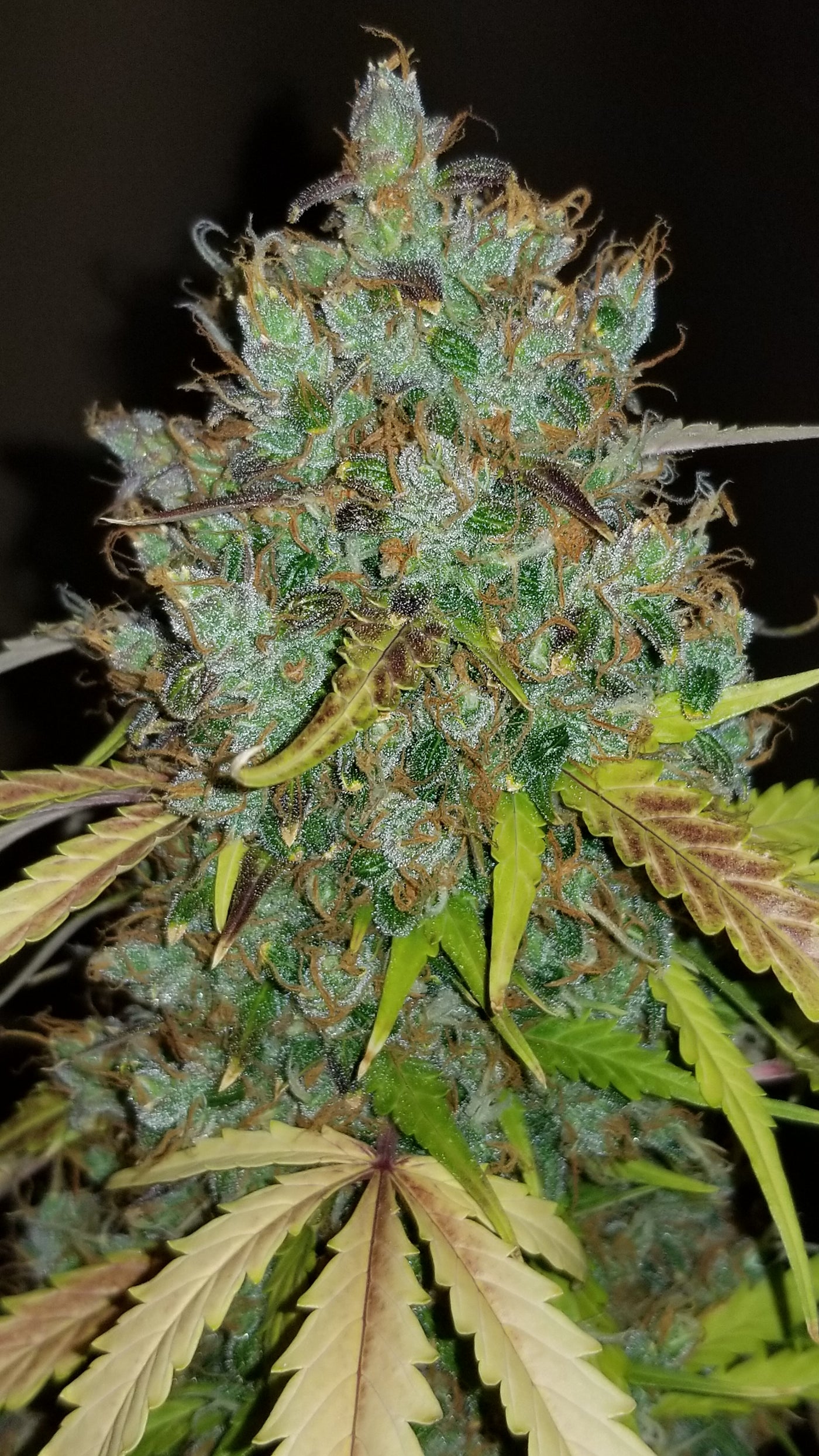 Bubblegum Auto