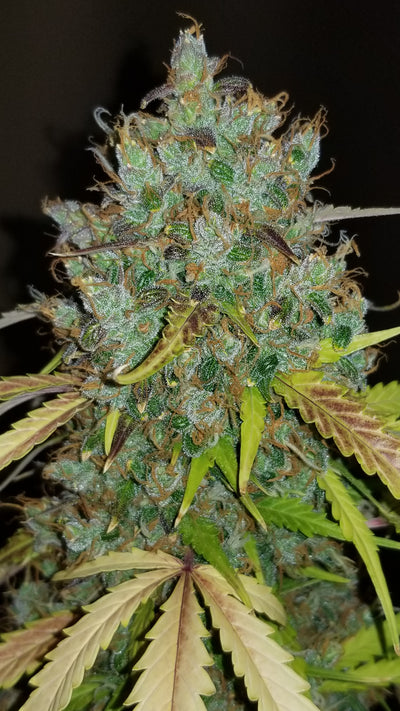Bubblegum Auto